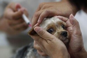 Сьогодні у селі біля Луцька ветеренари відвідають кожен двір