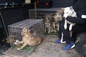 У Старій Вижівці влаштували відлов бродячих собак (Фото)
