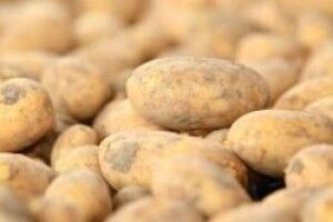 Головні ознаки, що молоду картоплю уже можна копати