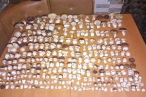 За один раз у сімейний кошик потрапило 316 білих грибів