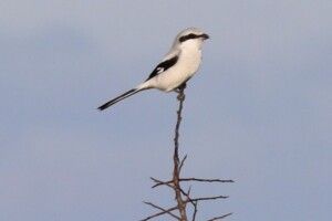 На Волинь прилетіли унікальні птахи