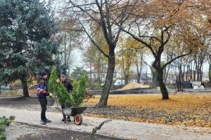 Сакури, барбарис, спірея: у місті на Волині з'явиться всесезонний парк