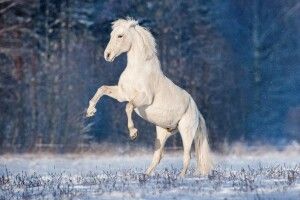 Погода на четвер, 28 листопада: цього дня зима злізає зі свого коня