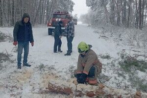 На Горохівщині дерево впало на дорогу і перекрило рух
