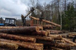 На Маневиччині з нелегальної пилорами вилучили понад 185 м. куб. незаконної лісопродукції
