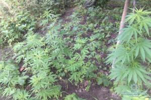 У Старовижівському районі поліція виявила посіви конопель