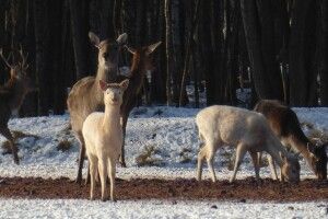 У лісах на Волині помітили рідкісних білих оленів-альбіносів (Фото)