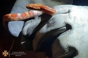 У Дніпрі змія втекла від господаря і залізла до чужої квартири