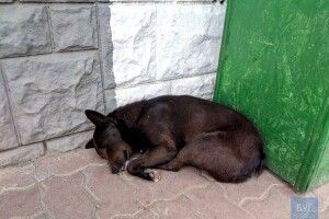 Володимир-Волинський та Нововолинськ можуть створити спільний притулок для тварин