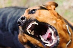 У селі на Волині – карантин на два місяці: у собаки виявили сказ