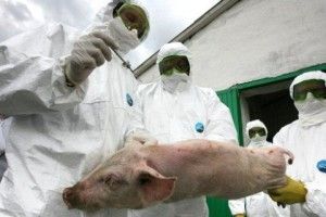 Польща відклала будівництво стіни проти АЧС на кордоні з Україною і Білоруссю