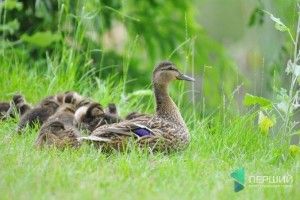 Луцький фотограф «уполював» качину родину у Воротневі