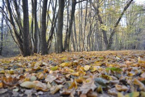 У Рівному встановлять 150 компостерів для переробки опалого листя