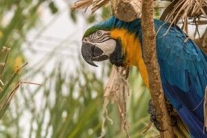 У Німеччині поліція приїхала на виклик через сварку з папугою