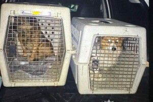 На Львівщині чоловік силоміць заливав горілку в пащі собакам 