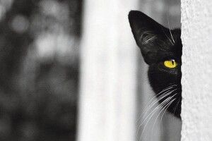 «Запитай у чорної кішки…»