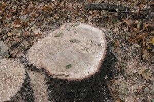 У Ківерцівському районі зловили викрадачів лісу