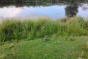 На Волині втопилась однорічна дитина