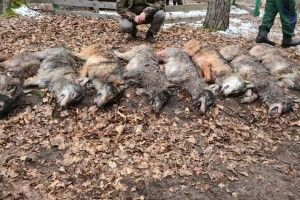 На Волині застрелили 12 вовків, які хотіли напасти на людину