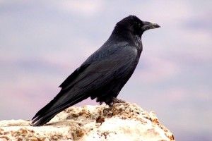 Трагедія на Львівщині: ворона стала причиною смерті чотирирічного хлопчика