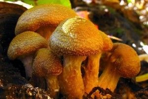 Найбільший живий організм важить 400 тонн