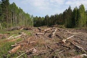 Масштаби незаконних рубок на Волині сягають мільйонів