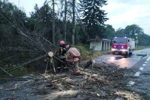 Гроза на Волині повалила дерева, одне з них розчавило автомобіль у Луцьку