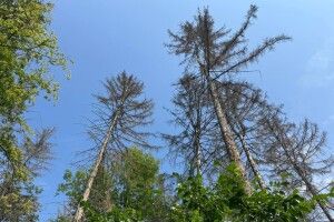 Ліси під загрозою: на Волині фіксують масове всихання дерев