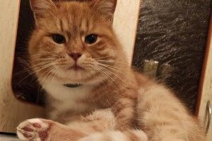 У Луцьку шукають вусату Масю (Фото)