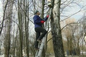 На Волині сьогодні зафіксували незвичайних птахів (Відео)