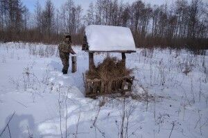 У лісових ресторанах волинській звірині в люті морози подають жолуді, віники та сіль (Фото)