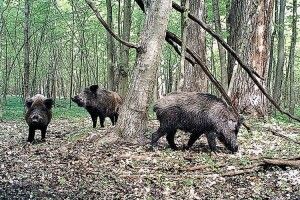 У Чорнижі створили мисливську організацію