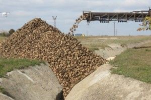 Цукрові заводи Волині приймають буряки від населення