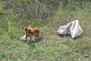 Цуцика зав'язали в мішок і вкинули у колодязь...