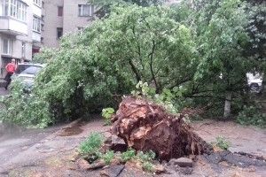Негода в Луцьку поламала дерева (Фото)