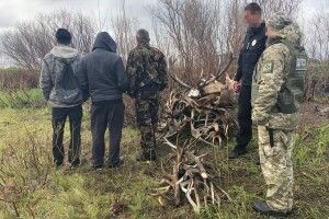 Збирали роги у зоні відчуження ЧАЕС (Фото, відео)