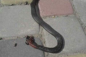 На Волині зафіксовано два випадки укусів змій