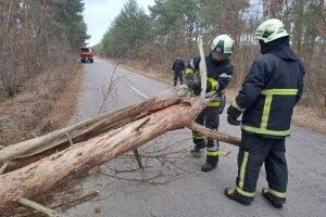 На Волині дерево перекрило рух на дорозі