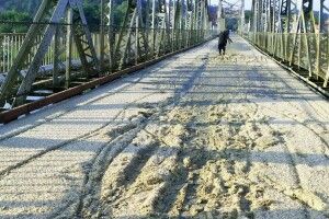 «Сніг» посеред літа чи що це?