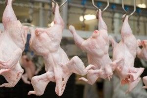 Україна експортувала майже 100 тис. тонн курятини