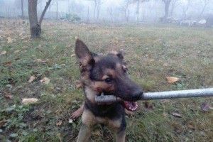 На Рівненській у Луцьку злапали барбоса та двох барбосих