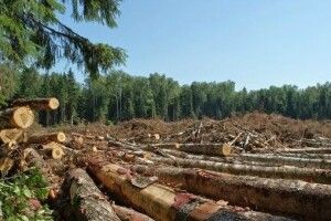 Волинянина покарали за незаконну порубку лісу
