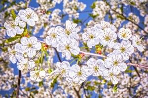 «Пізня весна двадцять першого...»: вражаючі світлини луцького фотографа
