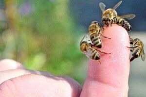 На Рівненщині бджоли до смерті покусали 61-річного пасічника