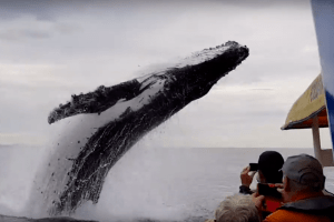В Австралії гігантський кит налякав туристів (Відео)