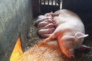 Учні здобувають досвід на навчальній тваринницькій фермі (Фото)