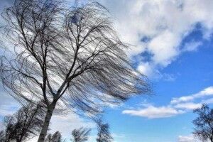 ІІ рівень небезпечності: завтра на Волині очікується дуже сильний вітер