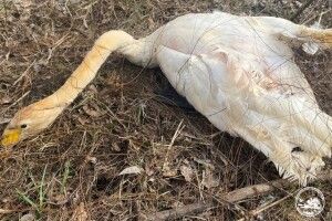 У Чорнобильському заповіднику врятували лебедя
