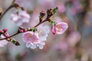 На Херсонщині зацвіли абрикоси