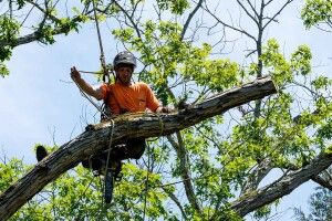 У громаді на Волині комунальник травмувався під час обрізки дерева